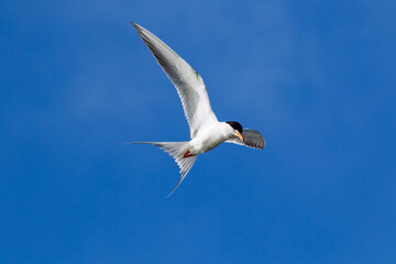 Naklejka premium Common Tern
