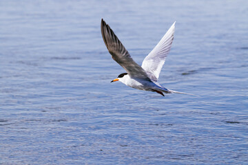 Fototapeta na wymiar Common Tern