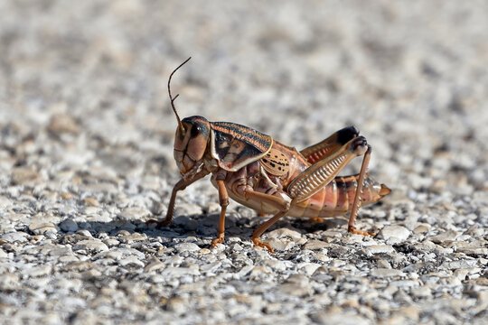 Brown Locust on concrete. Macro life of grasshopper.