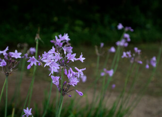 Colorful flower in a garden.