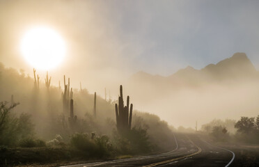 Foggy saguaro cactus sunrise © Kyle