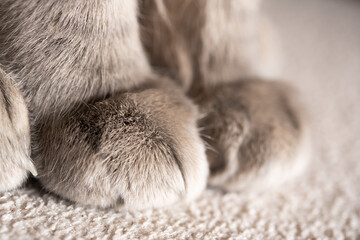 cat hand