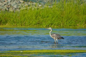 Great Blue Heron