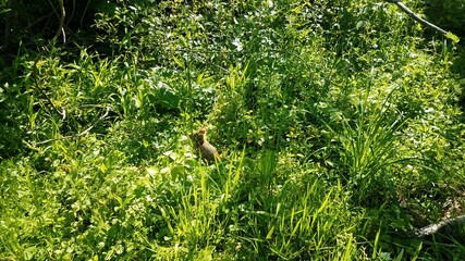 rabbit or bunny in green grass and plants
