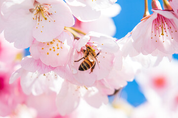蜜蜂と満開の桜
