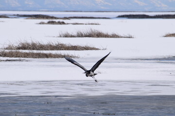 heron in flight 2