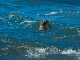 Obraz premium Harbor Seals Swimming