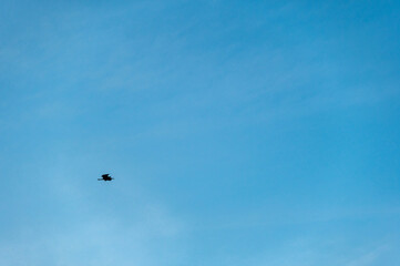 Naklejka na ściany i meble Heron Flight in Minimalistic Blue Sky Background
