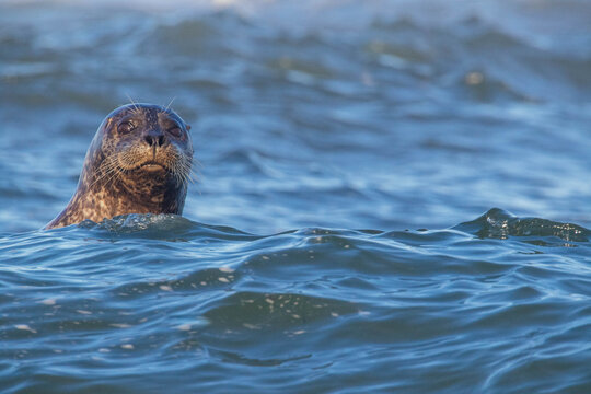 Harbor Seals Swimming