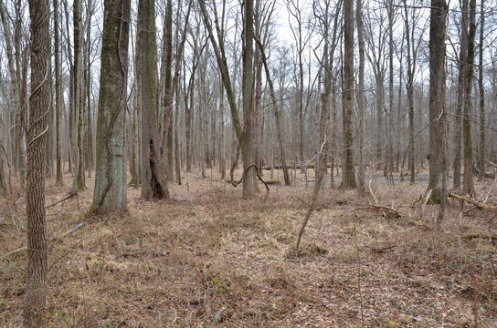 Trees In The Brown Forest Or Woods In Winter