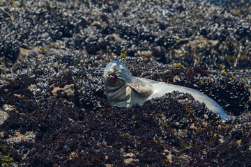 Harbor Seals
