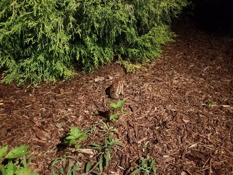 Large Brown Frog Or Toad In Brown Mulch At Night