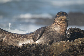 Harbor Seals