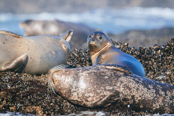 Harbor Seals