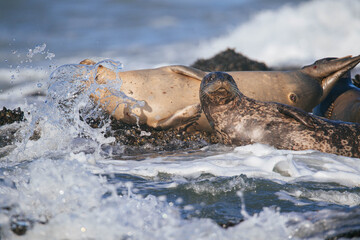 Harbor Seals