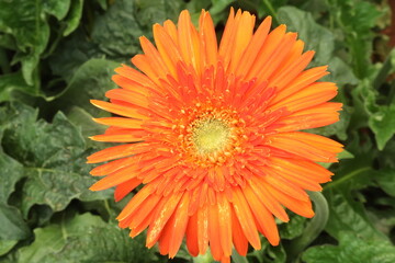 orange gerber daisy