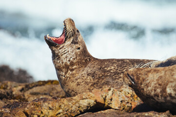 Harbor Seals