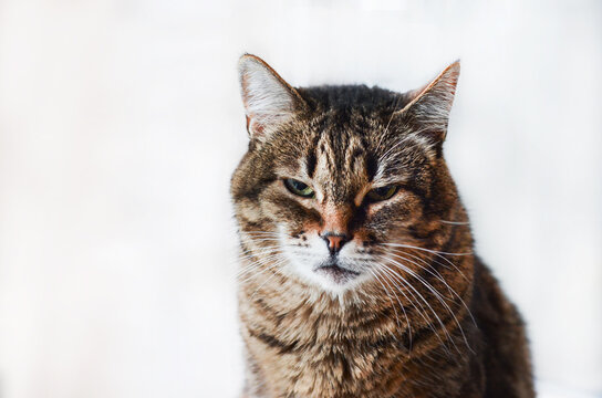  Close-up of an adult tabby cat black brown and gray portrait sitting on a white background. Place under the text. Pet care.