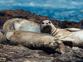 Fototapeta premium Harbor Seals
