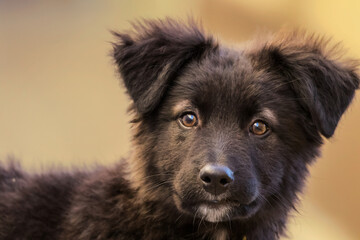 Hermoso cachorrito pastor de color negro con algunas manchas café, mirando hacia la cámara