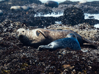 Harbor Seals