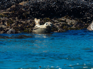Fototapeta premium Harbor Seals