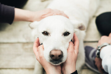 A white labrador sits on a wooden floor and people around dog caress the head. Close-up. Dog is a friend of man. Trust and friendship