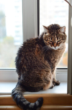  Close-up of a beautiful tabby black brown gray cat sits on the windowsill in the apartment. Love and care for animals