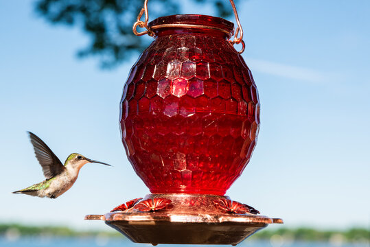 Humming Bird Coming In To Land On Bird Feeder