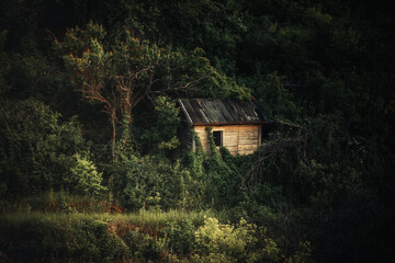 abandoned wooden house among the thickets