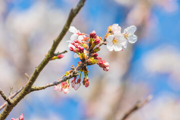 桜の花と蕾