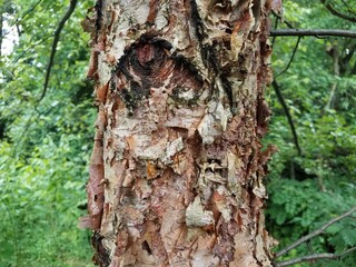 brown flaky bark peeling from tree trunk