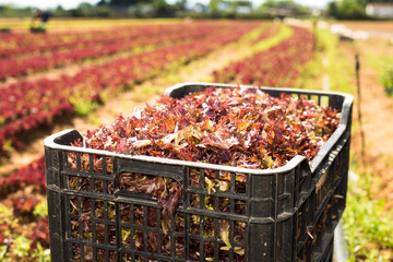 Fresh red lettuce in boxes on plantation