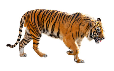 Obraz premium Great tiger in the nature habitat