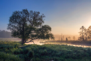 Morning. Landscape of lonely tree stay near river and surrounded green grass in misty