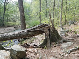 broken or snapped tree with river in woods