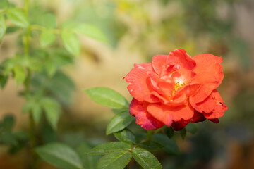Roses in the garden