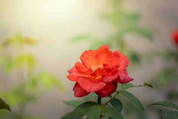 Roses in the garden