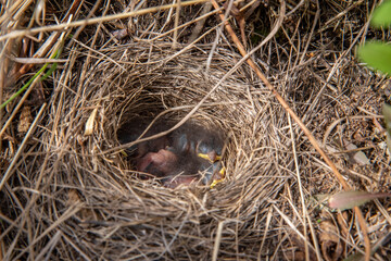 An adorable birds nest with tiny, newly hatched baby birds in stick nest. Taken in the spring time.  © Scalia Media