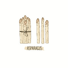 Hand drawn sketch style white Asparagus  set. Bundle of white Asparagus. Color illustration. 