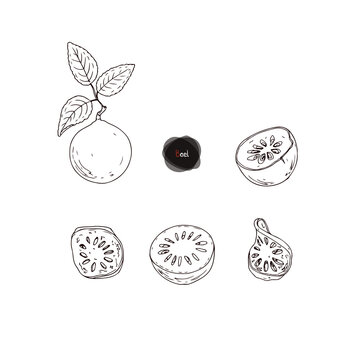 Hand drawn sketch style ripe Bael set. Stone apple. Aegle marmelos. Golden apple. Bengal quince. Vector illustration. 
