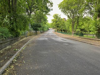 Fototapeta premium A view up North Park road, lined with old trees, and fencing in, Bradford, Yorkshire, UK