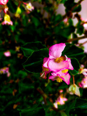 Fotografías Macro de diferentes objetos,