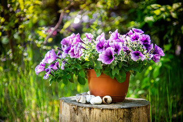 Surfinia flower in flowerpot