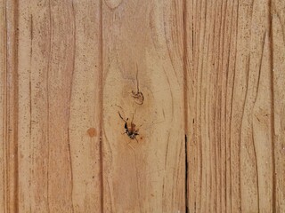 CloseUp light brown the surface of the wooden with bud pattern.