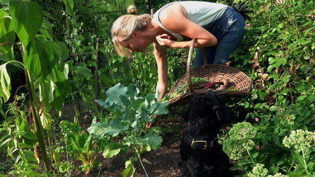 Mature woman wearing denim dungarees working in her urban allotment in Surrey.