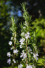 A rosemary bush plant with white flower blossoms is illuminated by the morning sun in Northern Gulf Islands, British Columbia, Canada.