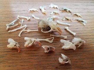 mouse and rat skulls and bones on wood desk