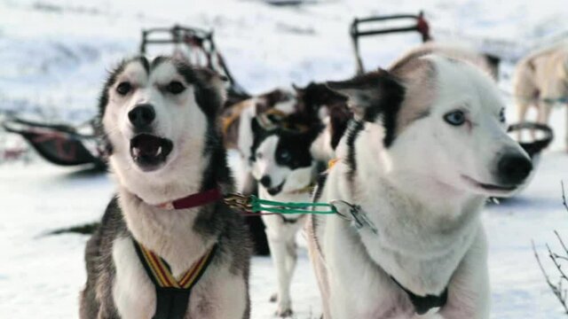 Two Alaskan huskies wearing harnesses ready to pull sledges.