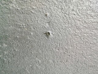 Silver color surface concrete wall decay.
